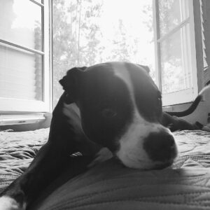 Chad James Buchanan Instagram - There's a new girl in town @imgmodels #luna