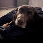 Charli D'Amelio Instagram - i know everyone thinks their dog is the most special dog in the world, but everyone that knows rebel sees that she is her own type of special. she is the sweetest, most loving little munchkin and i am so lucky to have her by my side. happy ninth birthday rebel 🤍
