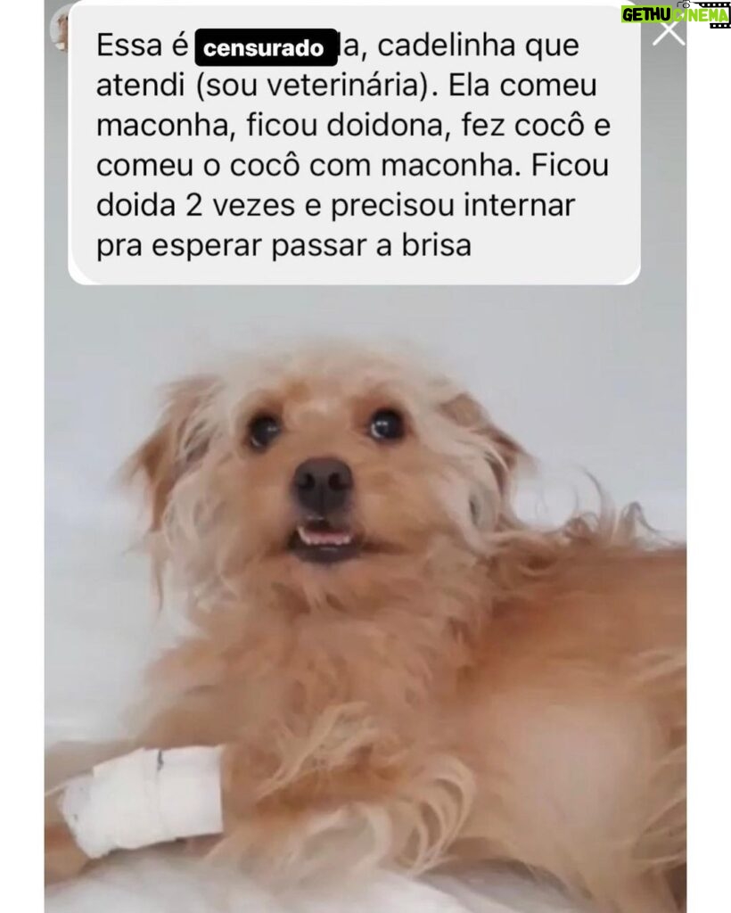 Chico Felitti Instagram - PET FAZENDO PETICE! As histórias mais tontas de tutores agindo que nem animais com seus bichos competiram nos stories. Essas são as mais votadas pelo público, tem 40 no story destacado EC PET Animal Kingdom