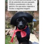 Chico Felitti Instagram – PET DA VOVÓ 👵 . As melhores histórias de pais de pais de pet competiram ontem. Aqui vão as mais votadas, mas tem 30 outras no story destacado EC AVÓS DE PET 🐶 🐱 PET SHOP BOYZ