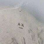 Chinozo Instagram - 海にサインしてきた