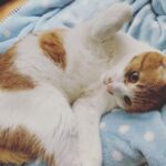 Chinozo Instagram - 新年初猫