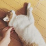 Chinozo Instagram - Beautiful Day