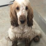 Chris O'Donnell Instagram - So you don't know who ran through the house and got mud everywhere? Ok, I guess I believe you.