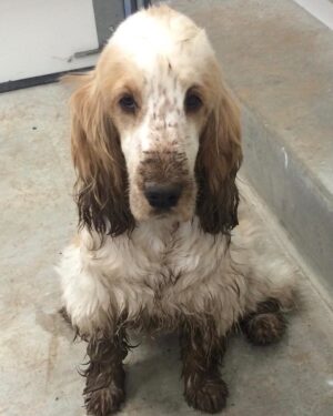 Chris O'Donnell Instagram - So you don't know who ran through the house and got mud everywhere?  Ok, I guess I believe you.