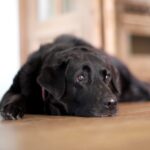 Chris O'Donnell Instagram - I hate to play favorites, except when it comes to dogs. Happy 15th Kimmy, you are the best of all time.