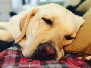 Chris O'Donnell Instagram - Post holiday nap, my feelings exactly.