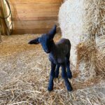 Chris Pratt Instagram - First lamb of the season: a 12.8lb Ram. Should we name him Rip or Lloyd? Comment below what you think. #StillwaterRanch #LambSeason