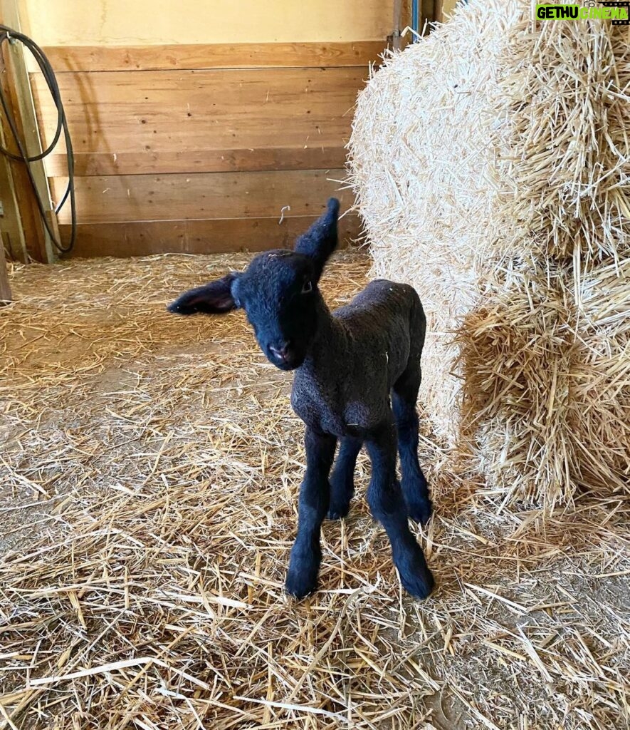 Chris Pratt Instagram - First lamb of the season: a 12.8lb Ram. Should we name him Rip or Lloyd? Comment below what you think. #StillwaterRanch #LambSeason