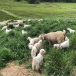 Chris Pratt Instagram - Reminiscing on the serenity of the slower moments at #StillwaterRanch this year. May we all take a moment of gratitude as we reflect on the simple joys, finding peace in each memory. Here’s to cherishing and being thankful for the moments that shaped our journey in 2023 and to an even better 2024. He leads me to #Stillwater.