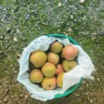 Chrissie Swan Instagram – Went apple picking again. Picked apples. May have eaten a few right there straight off the tree like a GANGSTER. Was lovely 🍎 ❤️ @paynesorchards