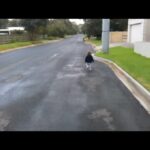 Chrissie Swan Instagram - Today my eldest son turns 15. This is the first video I have of him because I don’t think iPhones were even around 15 years ago. He is about 18 months old in this clip and I love it because he’s out and about experiencing life with confidence, excitement and curiosity while I walk behind him from a safe distance making sure he’s ok and ready to step in if he isn’t. He’s still a walker. Just yesterday I was driving in to work and I saw a familiar gait on someone on the street and it was him. Out in the world at a day shy of 15 and still experiencing and exploring with confidence, enthusiasm and curiosity. Happy Birthday Leo. And thanks for everything so far. You are a joy to everyone, especially me. ❤️