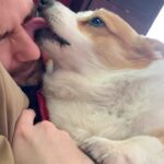 Cig Neutron Instagram - How I wake up every morning. So grateful for this little bun muffin @tupacshacorgi so full of love for me. #corgisofinstagram #corgi #dog #morning #pembroke #pembrokewelshcorgi #tupacshacorgi