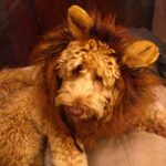 Constantine Markoulakis Instagram - Το Σκυλιοντάρι μου το αγαπημένο #dogs #lionindisguise