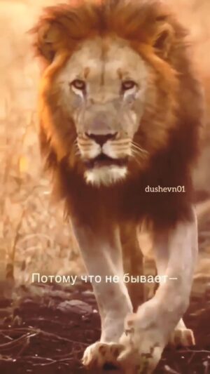 Damir Ismagulov Instagram - 