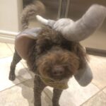 Dave Farrell Instagram - Our family elephant wishes you all a fun and safe Halloween! 🎃 👻 🐘