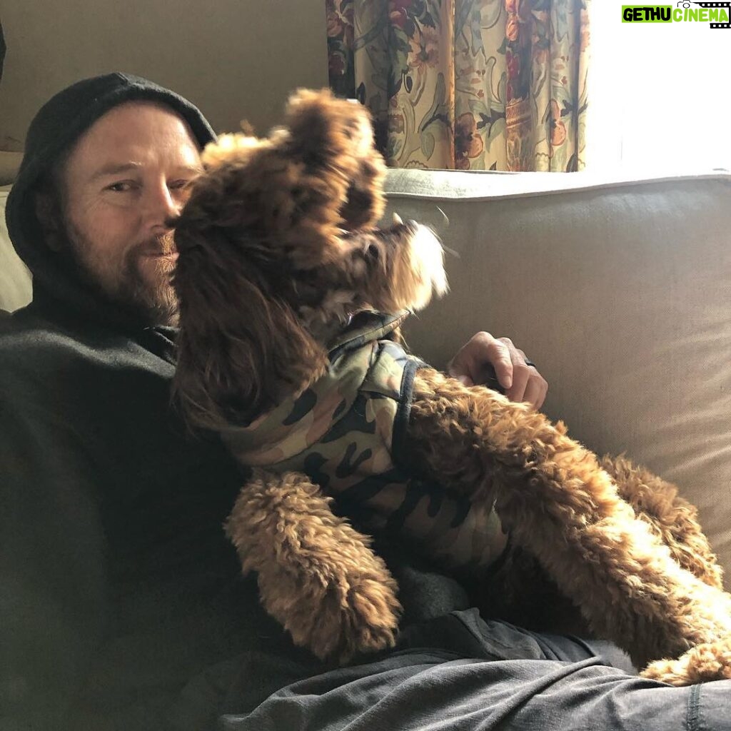 Dave Farrell Instagram - Home from safari in S Africa, but still snuggling with bears 🐻 (See what I did there?... his name is Bear) #🐶 #LionYawn #LabradoodleYawn 📷: @dozerthewonderdog