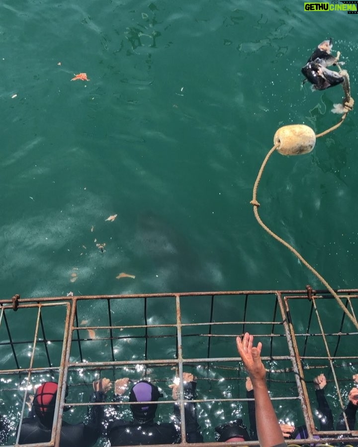 Dave Farrell Instagram - Got to swim with some sharks today with @african_shark_ecocharters ... not sure that the cage bars were thick enough! 😬 Also got to see some African penguins 🐧... go peep my insta story for some penguins (and penguin signs 😂) South Africa is phenomenal! 🇿🇦 🙌🏽