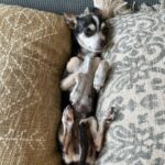 Deana Carter Instagram - My heart is absolutely broken today. 💔 My sweet Georgie is warming the hearts of angels now. What a perfect little gift & immense Blessing she was to me. Wait for me in Heaven, G. Cant wait to cuddle up to you again. I love you. ❤️
