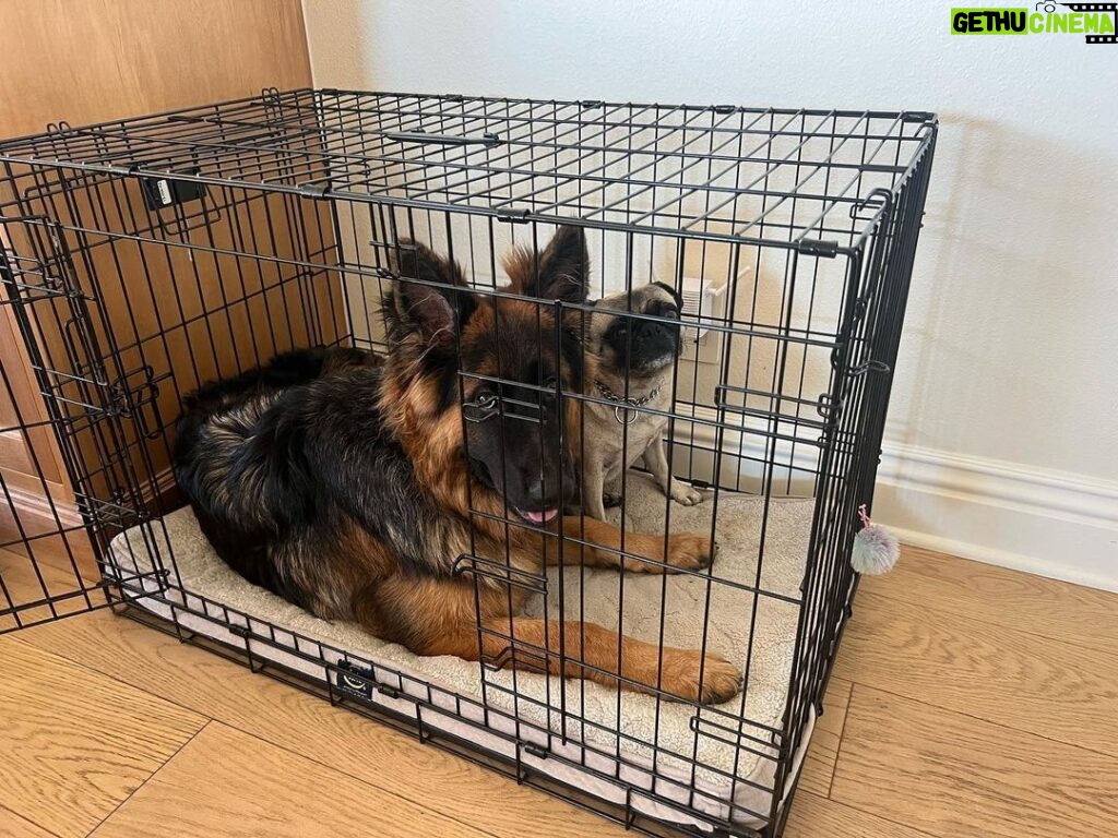 Devon Sawa Instagram - Poor girl just wants to be left alone in her crate. — But he loves her.