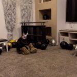 Diego Sanchez Instagram - My lynx