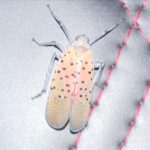 Doja Cat Instagram - bug