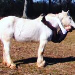 Eaddy Mays Instagram - #CurrentMood 🎶 "....my mind begins to spread its wings...There's no stopping curiosity." 🎶 #Horses #HighVibes #Love #MyTrueSelf ❤🌟 #UpsideDown