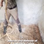 Elina Samantray Instagram - An Early Morning Rescue and Release of a Spectacle Cobra from a Farmer's House at Nachipur, Telengapentha, Cuttack. Read Caption. Now the villagers asked me, why the snake was so calm by my side while it's venomous and an aggressive one. The answer is, snakes don't mean any harm to humans as they can't consume us. The Venom they carry is a form of enzyme or protein which helps them digest food. The only reason they use venom is for food like rats, mice, and small birds. The reason they bite humans is when they feel threatened. Threatened to life and death conditions. For example when someone irritates or agitates them. But sometimes they also bite when someone put their hand inside a stack of straws. The cobra interprets as someone trying to grab it. So in defense they bite. For precaution, whenever you put your hand in a stack of straw, use a long stick instead and always carry light in darkness. Snakes are our friends keeping the rat population under check. Let us not kill them. Our Wildlife Rescues Free of Cost. Do call or WhatsApp us. Share. www.sfaindia.in