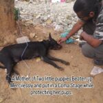 Elina Samantray Instagram - A Mother of two little pups was beaten up mercilessly while protecting them at 7 acres, Housing Board Colony, BDA, Chandrashekharpur, Bhubaneswar. It is so horrible that she is in a critical stage suffering from Brain Hemorrhage in a Coma Stage. The perpetrator was arrested by the police and a complaint has been done at the station. This is a very heartbreaking incident on the years eve. Let us be kind towards them. Share and Aware. Happy New Year 2024. www.sfaindia.in Chandrasekharpur,Bhubaneswar