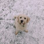 Ella-Rae Smith Instagram - *pippin singing* do you wanna build a snowman? 🥺☃️ London, United Kingdom