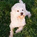 Ella-Rae Smith Instagram - five years of Pippin 🎂 happy birthday bestie 🐩🤍