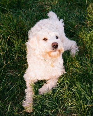 Ella-Rae Smith Instagram - five years of Pippin 🎂 happy birthday bestie 🐩🤍