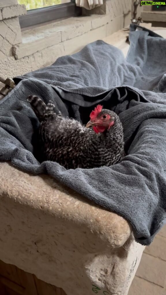 Ellen DeGeneres Instagram - We had a chicken who hurt her leg so we moved her into our sink. Portia is getting her a set of guest towels.