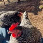 Ellen DeGeneres Instagram – I finally found out why the chicken crossed the road. To sit in my lap, of course.