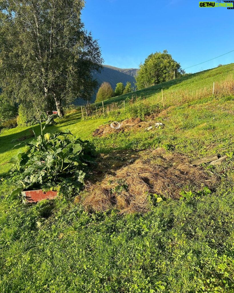 Emelie Forsberg Instagram - A week of " easy and go by the feeling" when it comes to training is so nice.. for a week 🤪 Now I'm motivated to start a good block again! I have been working on our little farm, cutting a lot of grass, prepping some veggie patches for the autumn and winter, picked up all potatoe and some wood work. I love it ❤ Time spent walking with our girls in their own pace has been the highlights ❤ I wish you a lovely week ahead! @thule_family #bringyourlife