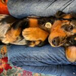 Emilia Clarke Instagram - Still(Covid) life: Sausage dog reclining. #themissingpieceofmypuzzle #😇 #❤️