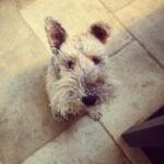 Emilia Clarke Instagram - This is what perfection looks like, in case you were wondering... #❤️ #mywholeheartisinthatoneearuponeeardown #foxyroxy #🙌 #yourewelcome