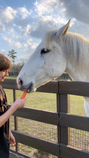 Ethan Thomas Jung Instagram - How to feed carrots (and any treats!) to horses. Watch those fingers! 🥕 🐴 

#horse #horses #lusitano #paint #mare #gelding #carrots #treats #smile #outdoors #food