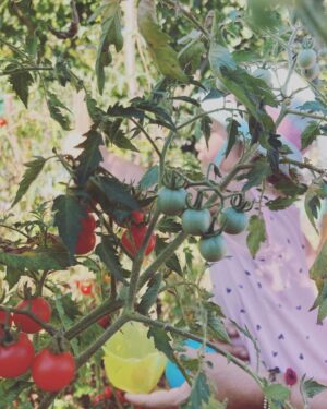 Feride Çetin Instagram - Domates güzeli bu kez de anneannesinin bahçesinde...🍅🧿 #domatesgüzeli #doğaltarım #dalındantazetaze #annemvekızım #hayathanımharikalardiyarında