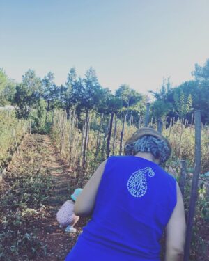 Feride Çetin Instagram - Domates güzeli bu kez de anneannesinin bahçesinde...🍅🧿 #domatesgüzeli #doğaltarım #dalındantazetaze #annemvekızım #hayathanımharikalardiyarında