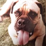 Frank Stallone Jr. Instagram – Butkus was the sweetest dog in the world, I can’t see Rocky without him. I took this picture in the yard and it captured his sweet soul. He is very much missed. #butkusstallone #rocky #bullmastiff