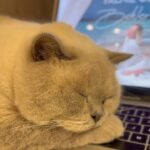 Gülçin Ergül Instagram - Deli Gibi Sev’iyorum… Bu gece bir yere gitmiyorum tabi Goody seni seviyorum. 😻#deligibisev #goody