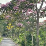 Garin Nugroho Instagram - Keindahan sederhana, ngobrol santai menjelang Jaff dengan Putriku ( Kamila Andini ) dan mantu ( Ifa Ifansyah ) ditemani gembus, tempe, tape , mie kampung dan teh , selepas joging plaosan @jaffjogja @ajishdibyo @ruangbasbeth @angginoen @rinadamayanti23 @shoosugar @budi.irawanto @kamilandini @ifa_isfansyah @ciklornatee @dainsaid @pritttimothy_ @b.paningron @whanidarmawan @rukmanrosadi_ @timobros @laurabas @putrimarino @happysalma @shantyharmayn @mahendrabudaya @hilmarfarid @alex.sihar @therealdisastr @ibnujamilo