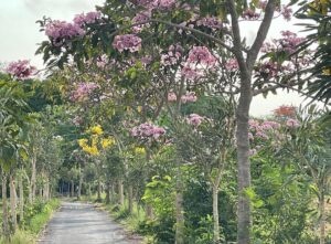 Garin Nugroho Instagram - Keindahan sederhana, ngobrol santai menjelang Jaff dengan Putriku ( Kamila Andini ) dan mantu ( Ifa Ifansyah ) ditemani gembus, tempe, tape , mie kampung dan teh , selepas joging plaosan @jaffjogja @ajishdibyo @ruangbasbeth @angginoen @rinadamayanti23 @shoosugar @budi.irawanto @kamilandini @ifa_isfansyah @ciklornatee @dainsaid @pritttimothy_ @b.paningron @whanidarmawan @rukmanrosadi_ @timobros @laurabas @putrimarino @happysalma @shantyharmayn @mahendrabudaya @hilmarfarid @alex.sihar @therealdisastr @ibnujamilo