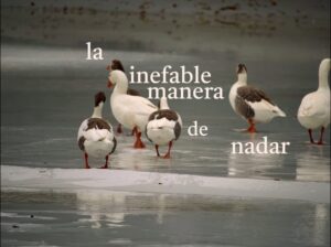 Gerardo Ravelo Instagram - la inefable manera de nadar, hice este mini docu observacional para una clase de foto :)