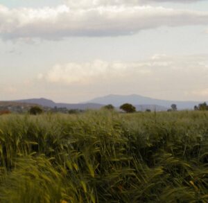 Gerardo Ravelo Instagram - azul y verde 🌾