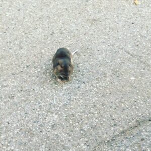 Giles Matthey Instagram - Hope this little fluff ball is ok. I fear it could be rabies.