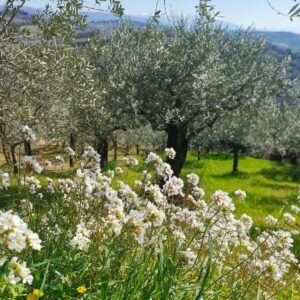 Giorgia Würth Instagram - Spello alle mie spalle

E poi su su, fino a #Collepino.

Per pensare meno
Per pensare meglio

Per affidarsi agli ulivi

Che paradiso che è l'Umbria

#sentierodellacquedotto
#festivaldispello
#spello
#umbria
#ioluiealtrieffetticollaterali
#graziemerda è