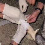 Giorgia Wurth Instagram - Ragazzi palestinesi si prendono cura di un cane ferito. Il ragazzo che lo benda è ferito a sua volta. Questo è il popolo palestinese. Questo è il popolo che il governo israeliano, la casa bianca e la commissione europea stanno sterminando. Shame on you @ursulavonderleyen @giorgiameloni @quirinale @europeancommission @joebiden #stopgenocide
