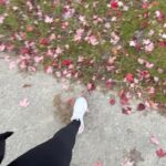Grace Antony Instagram - Finding new leaves••🍁 . . . . #amsterdam #autumn #autumnvibes #autumnvibes🍁 #graceantony Amsterdam, Netherlands